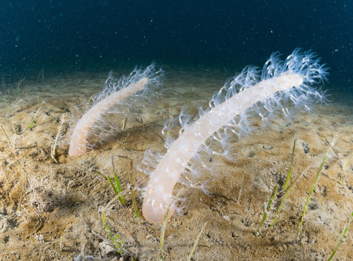 Sea Pen - Photo (c) Bernat Garrigós, some rights reserved (CC BY-NC)