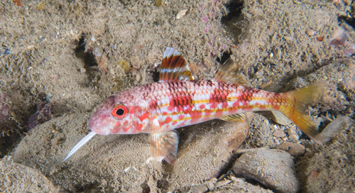 Mullus - Photo (c) Bernat Garrigós, some rights reserved (CC BY-NC)