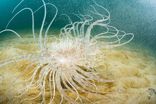 Pachycerianthus solitarius - Photo (c) Bernat Garrigós, some rights reserved (CC BY-NC)