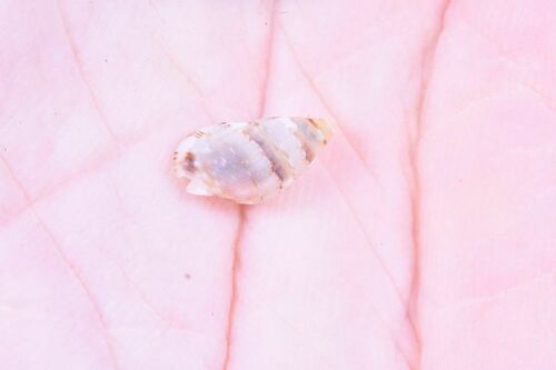 Tritia corrugata - Photo (c) xavi salvador costa, some rights reserved (CC BY-NC)