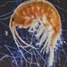 Gammaridae - Photo (c) Francesc Orts Cortés, some rights reserved (CC BY), uploaded by Francesc Orts Cortés