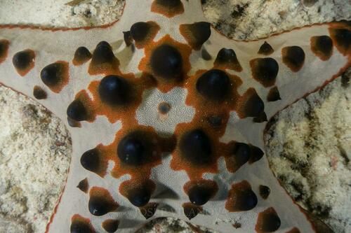Horned Sea Star - Photo (c) josepvilanova, some rights reserved (CC BY-NC)