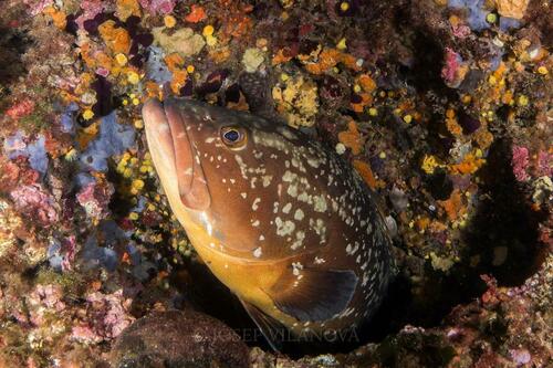 Dusky Grouper - Photo (c) josepvilanova, some rights reserved (CC BY-NC)