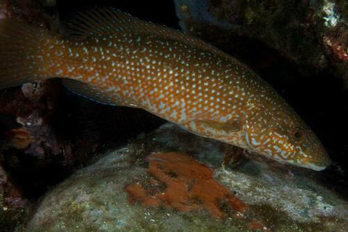 Green Wrasse - Photo (c) josepvilanova, some rights reserved (CC BY-NC)
