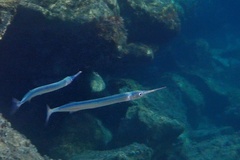 Garfish - Photo (c) mik_peixos, some rights reserved (CC BY)