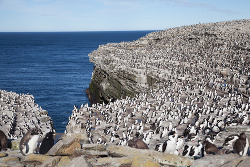 Imperial Shag - Photo (c) Bernat Garrigós, some rights reserved (CC BY-NC)