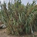 Giant Reed - Photo (c) Guillermo Alvarez Lerma, some rights reserved (CC BY-NC), uploaded by Guillermo Alvarez Lerma