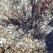 Ahnfeltia plicata - Photo (c) Tatiana Borer Rodrigues, some rights reserved (CC BY), uploaded by Tatiana Borer Rodrigues
