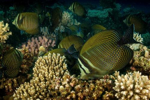 Red Sea Sailfin Tang - Photo (c) josepvilanova, some rights reserved (CC BY-NC)