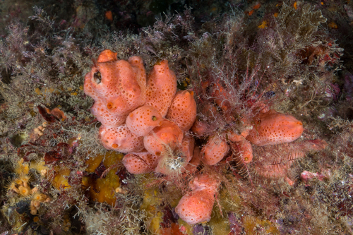 Crella elegans - Photo (c) josepvilanova, some rights reserved (CC BY-NC)
