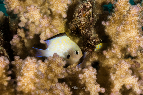 Red Sea Dascyllus - Photo (c) josepvilanova, some rights reserved (CC BY-NC)