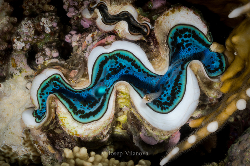 Small Giant Clam - Photo (c) josepvilanova, some rights reserved (CC BY-NC)