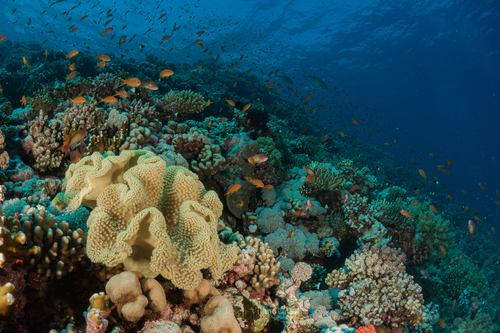 Toadstool Leather Corals - Photo (c) josepvilanova, some rights reserved (CC BY-NC)