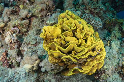 Yellow Cabbage Coral - Photo (c) josepvilanova, some rights reserved (CC BY-NC)