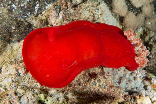 Spanish Dancer - Photo (c) josepvilanova, some rights reserved (CC BY-NC)