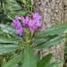 Common Rhododendron - Photo (c) Boris Weitzmann, some rights reserved (CC BY-NC), uploaded by Boris Weitzmann