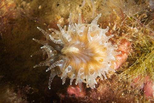 Pig-tooth Coral - Photo (c) josepvilanova, some rights reserved (CC BY-NC)