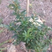 Berberis julianae - Photo (c) ykvach, some rights reserved (CC BY)