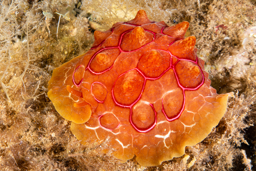Pleurobranchus testudinarius - Photo (c) josepvilanova, some rights reserved (CC BY-NC)