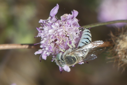 Bembix olivacea - Photo (c) mediambient_ajelprat, some rights reserved (CC BY-NC)