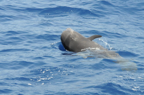 Short-finned Pilot Whale - Photo (c) Enric Badosa, some rights reserved (CC BY-NC)