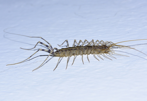 House Centipede - Photo (c) oriol_d, all rights reserved