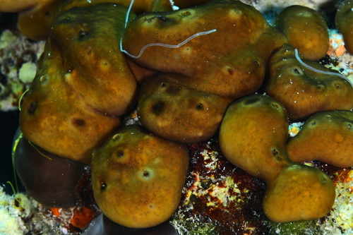 Potato Sponge - Photo (c) xavi salvador costa, some rights reserved (CC BY-NC)