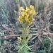Linaria vulgaris - Photo (c) sashashorohov, some rights reserved (CC BY)