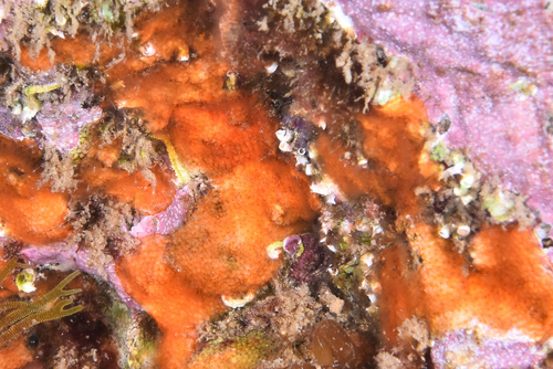 Schizomavella - Photo (c) xavi salvador costa, some rights reserved (CC BY-NC)