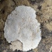 Wart Lichens - Photo (c) Maria José Chesa, some rights reserved (CC BY), uploaded by Maria José Chesa