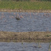 Eurasian Curlew - Photo (c) meri, some rights reserved (CC BY)