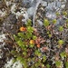 Empetrum nigrum - Photo (c) Fernando P Lima, some rights reserved (CC BY-NC), uploaded by Fernando P Lima