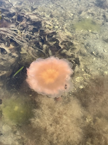 Cyanea capillata