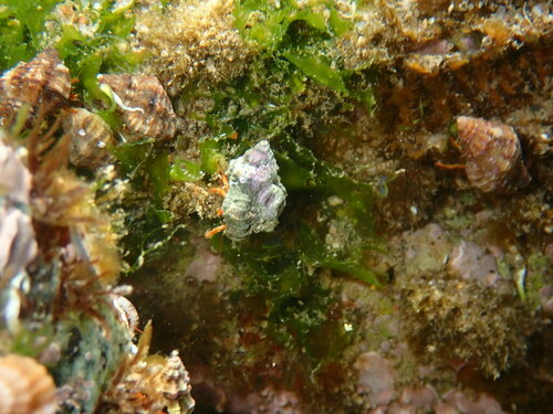 Ocinebrina aciculata - Photo (c) Laura Sánchez, some rights reserved (CC BY-NC)