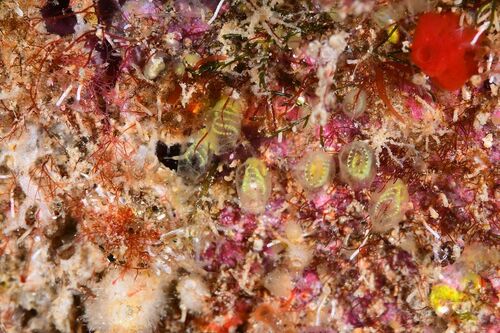 Perophora viridis - Photo (c) xavi salvador costa, some rights reserved (CC BY-NC)