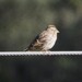 Rock Sparrow - Photo (c) Vicenç Roig Vidal, some rights reserved (CC BY-NC), uploaded by Vicenç Roig Vidal