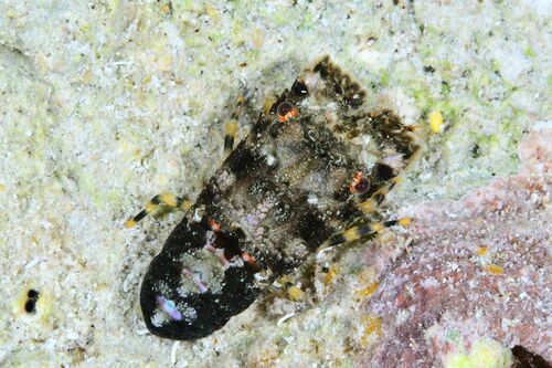 Small European Locust Lobster - Photo (c) loreto_rodriguez, some rights reserved (CC BY-NC)