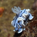 Chromodoris willani - Photo (c) Edu Alcaniz, some rights reserved (CC BY-NC-SA), uploaded by Edu Alcaniz