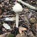 Macrolepiota mastoidea - Photo (c) Jordi Corbera, some rights reserved (CC BY), uploaded by Jordi Corbera