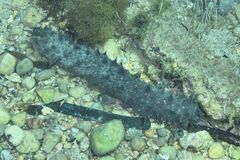 Tubular Sea Cucumber - Photo (c) xavi salvador costa, some rights reserved (CC BY-NC)