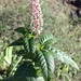 American Pokeweed - Photo (c) Jordi Roig Aranda, some rights reserved (CC BY), uploaded by Jordi Roig Aranda