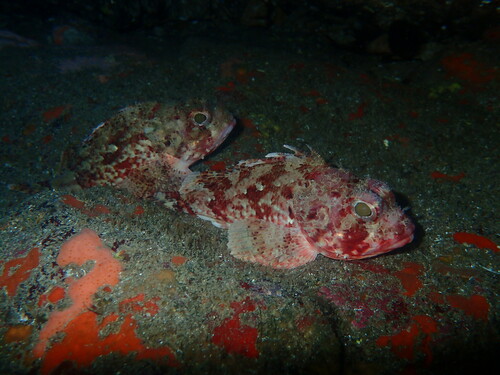 Small Red Scorpionfish - Photo (c) Enric Badosa, some rights reserved (CC BY-NC)