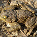 American Toad - Photo (c) viktor, some rights reserved (CC BY)