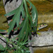 Lacerta bilineata - Photo (c) viktor, some rights reserved (CC BY)