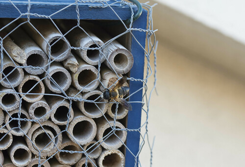 Sculptured Resin Bee - Photo (c) piripip, some rights reserved (CC BY-NC)