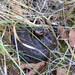 Vipera berus - Photo (c) viktor_parkhomenko, some rights reserved (CC BY)
