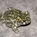 Green Toad - Photo (c) viktor, some rights reserved (CC BY)