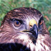 Red-tailed Hawk - Photo (c) viktor, some rights reserved (CC BY)