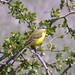 Western Yellow Wagtail - Photo (c) viktor, some rights reserved (CC BY)