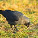 Eurasian Jackdaw - Photo (c) viktor, some rights reserved (CC BY)